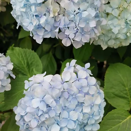 아파트 Vukajlo